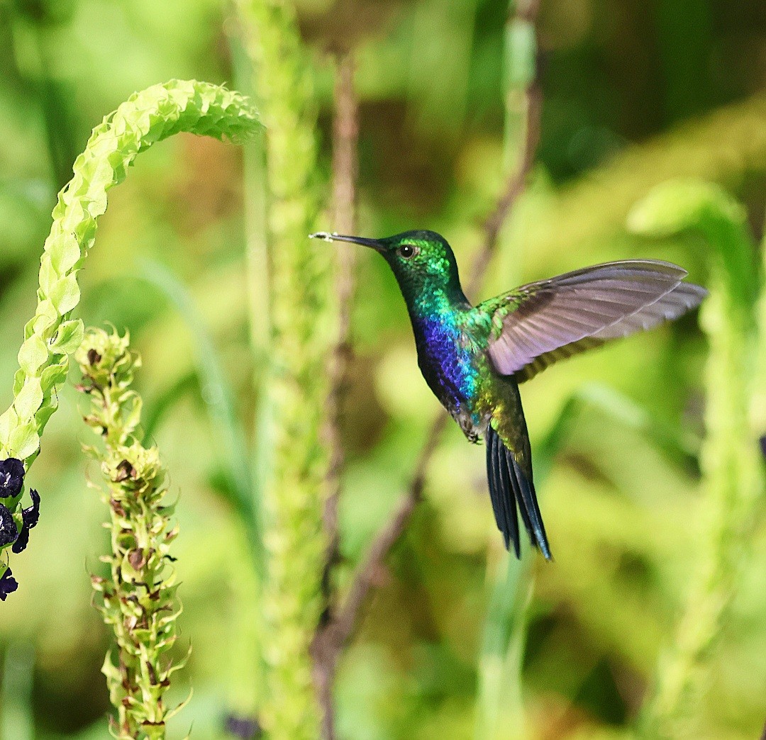Violet-bellied Hummingbird - ML609749969