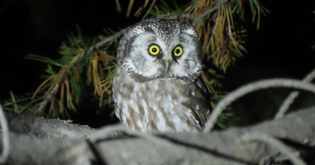 Boreal Owl (Richardson's) - ML609750032