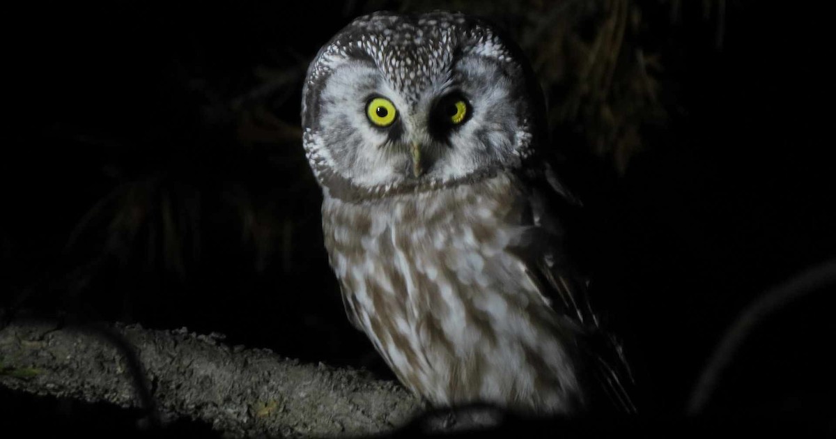Boreal Owl (Richardson's) - ML609750034