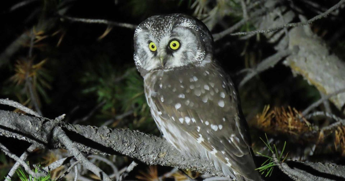 Boreal Owl (Richardson's) - ML609750036