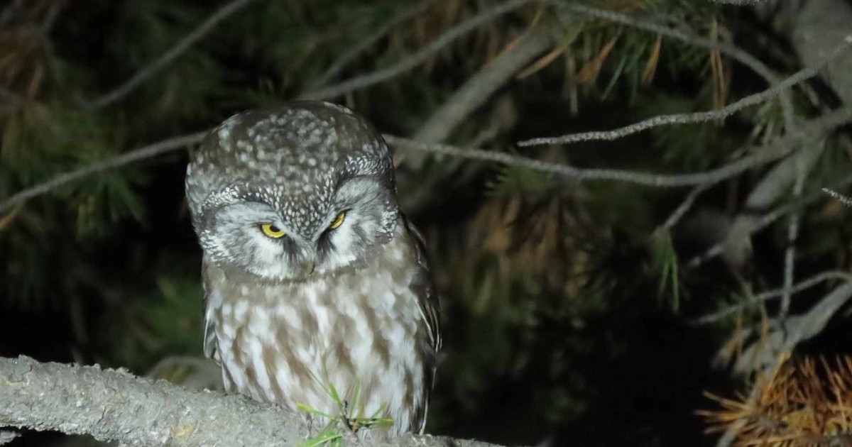 Boreal Owl (Richardson's) - ML609750039