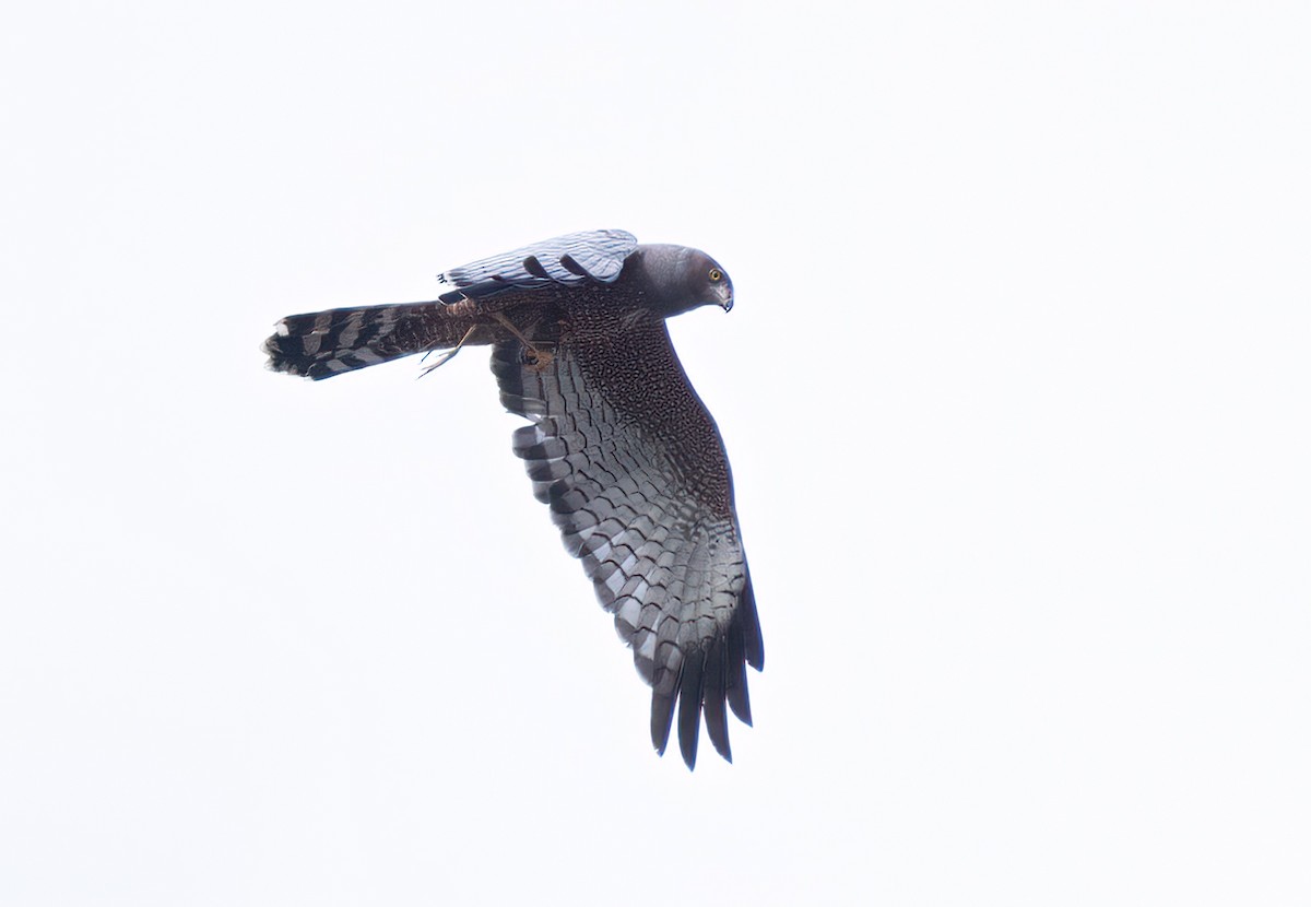 Spotted Harrier - ML609750139