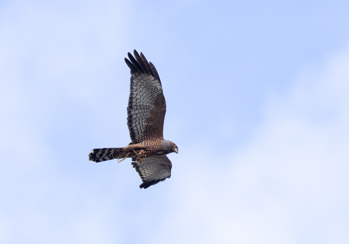 Spotted Harrier - ML609750140