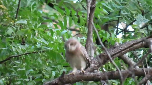 Spotted Owlet - ML609750198