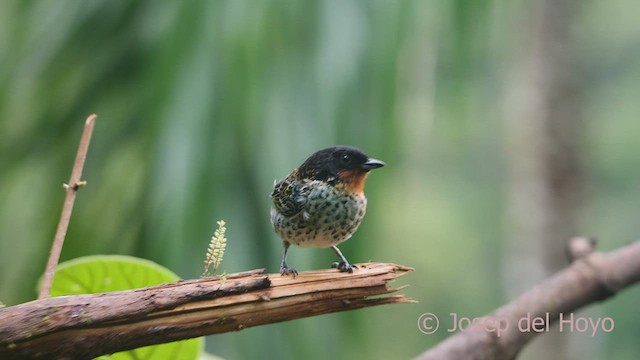 Rufous-throated Tanager - ML609750537