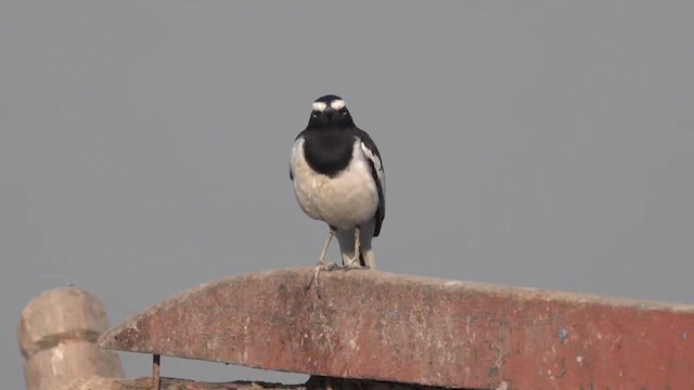 White-browed Wagtail - ML609750563