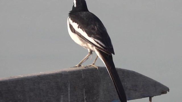 White-browed Wagtail - ML609750564
