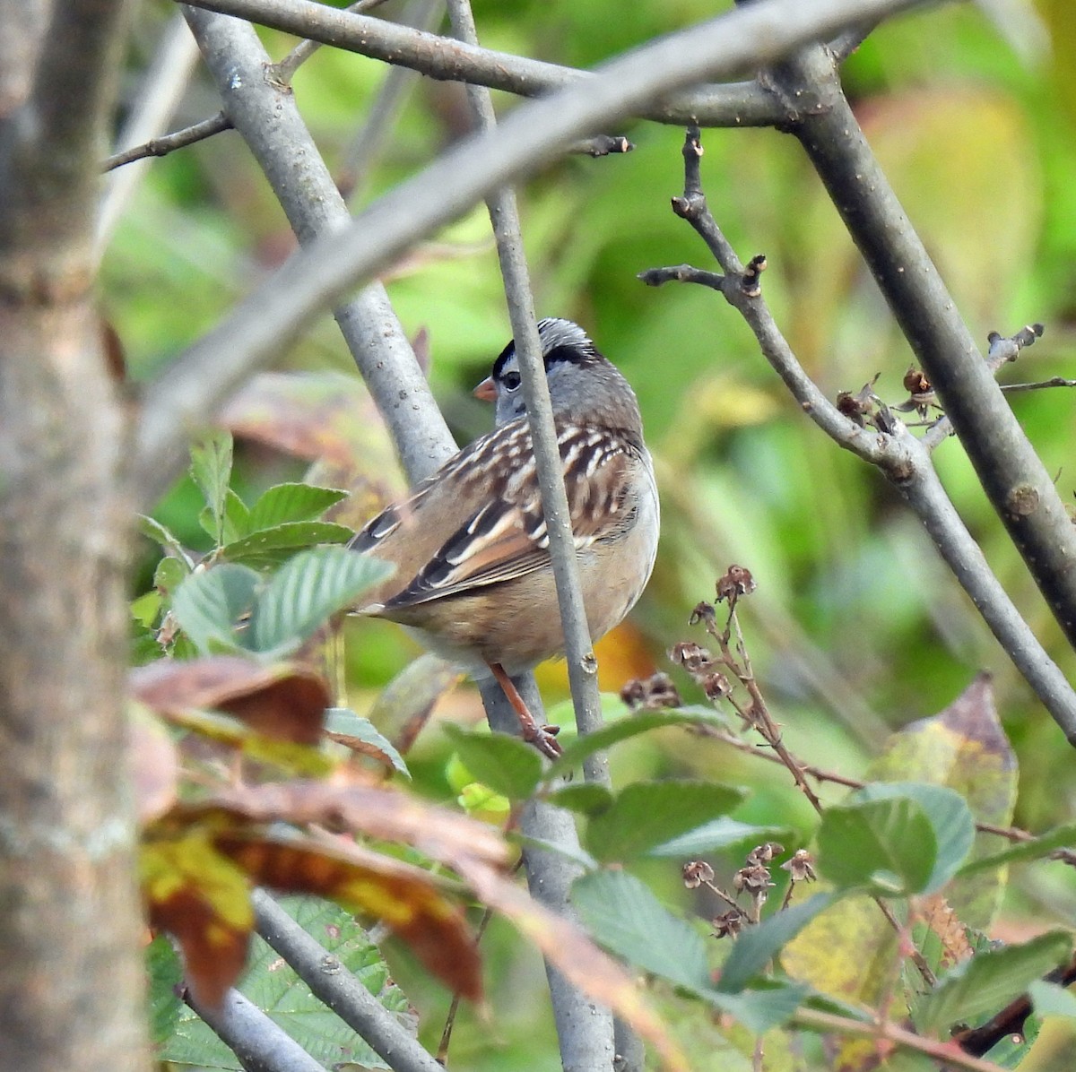 White-crowned Sparrow - ML609750627