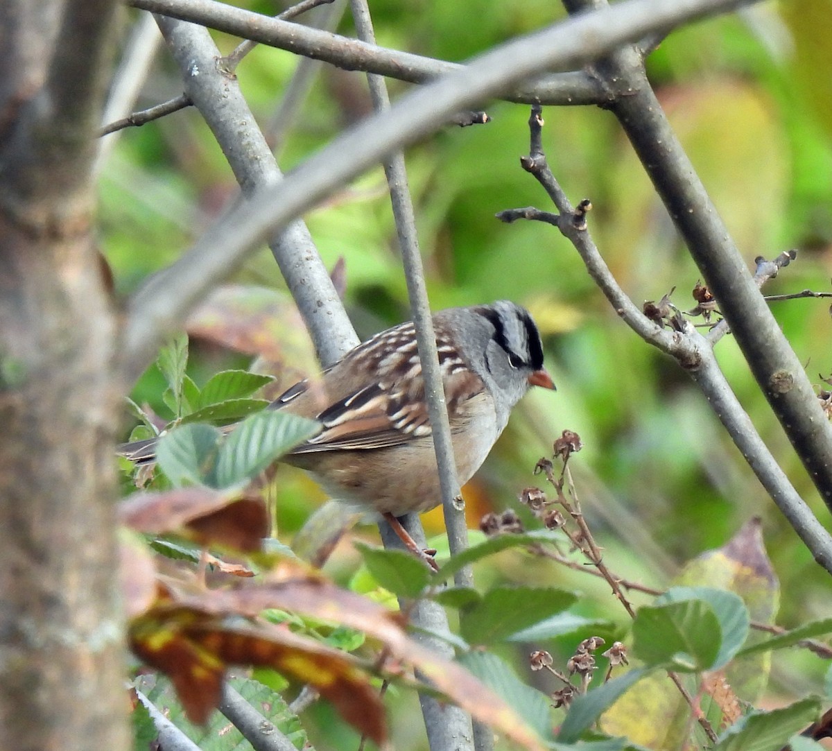 White-crowned Sparrow - ML609750852
