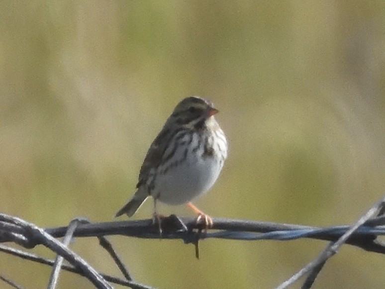 Savannah Sparrow - ML609750923