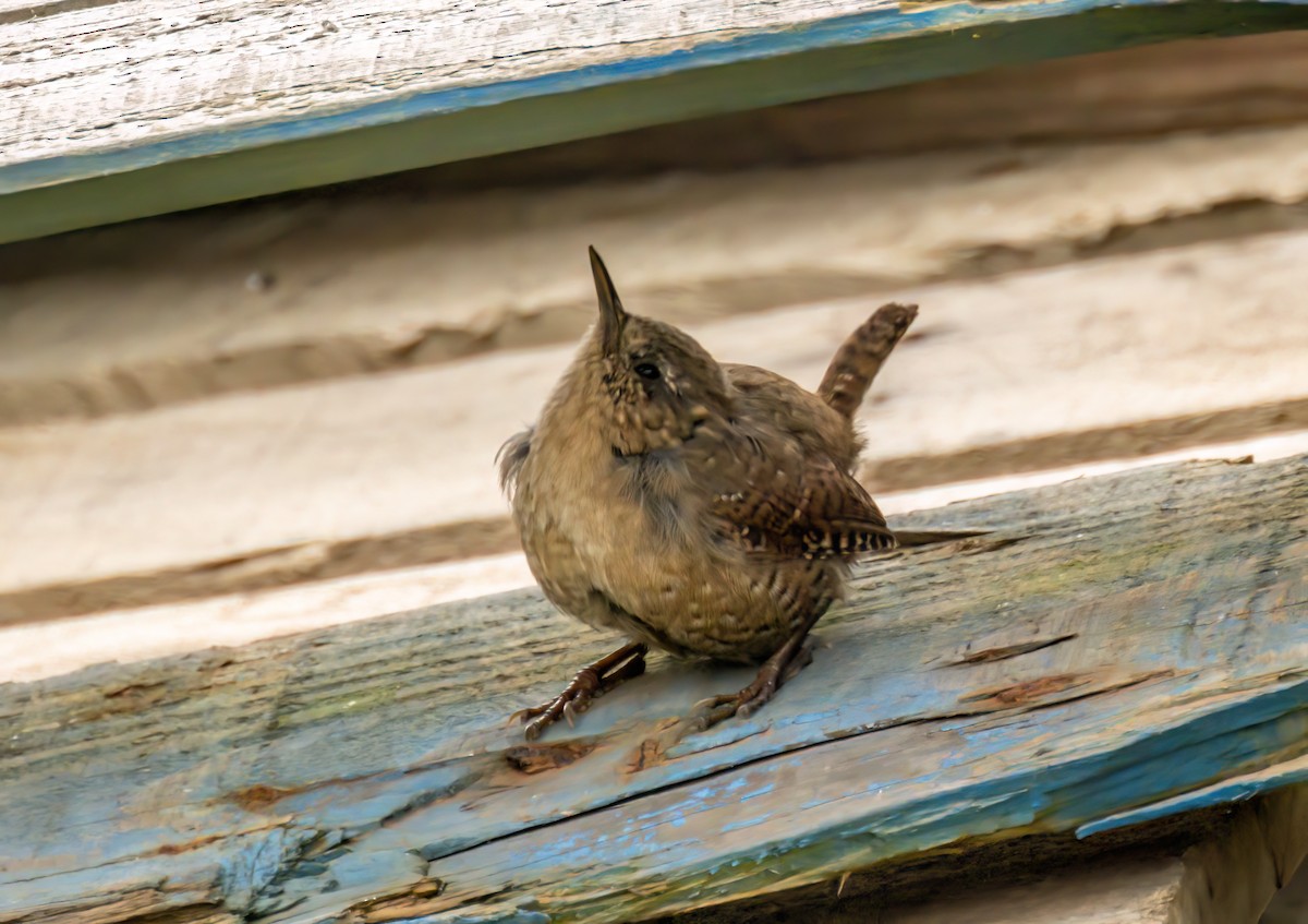 Pacific Wren (alascensis Group) - ML609751016