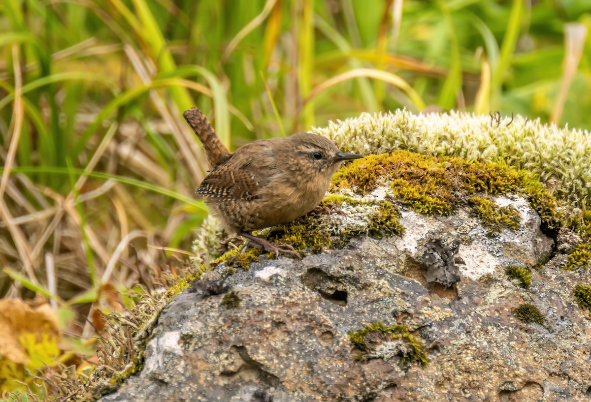Pacific Wren (alascensis Group) - ML609751143