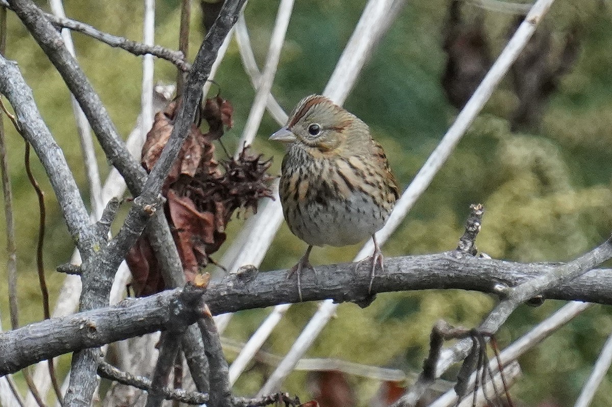 Lincoln's Sparrow - ML609751241