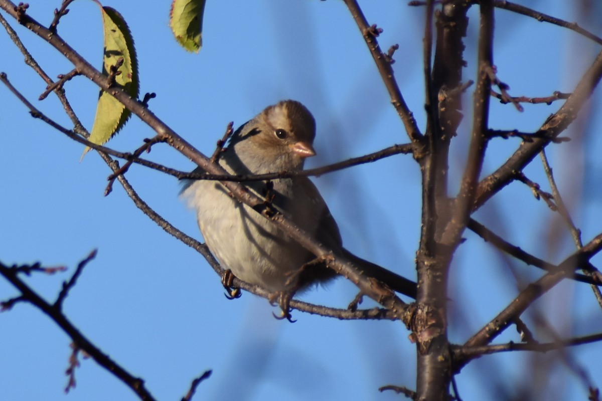 White-crowned Sparrow - ML609751468
