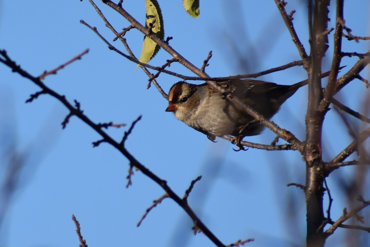 White-crowned Sparrow - ML609751469