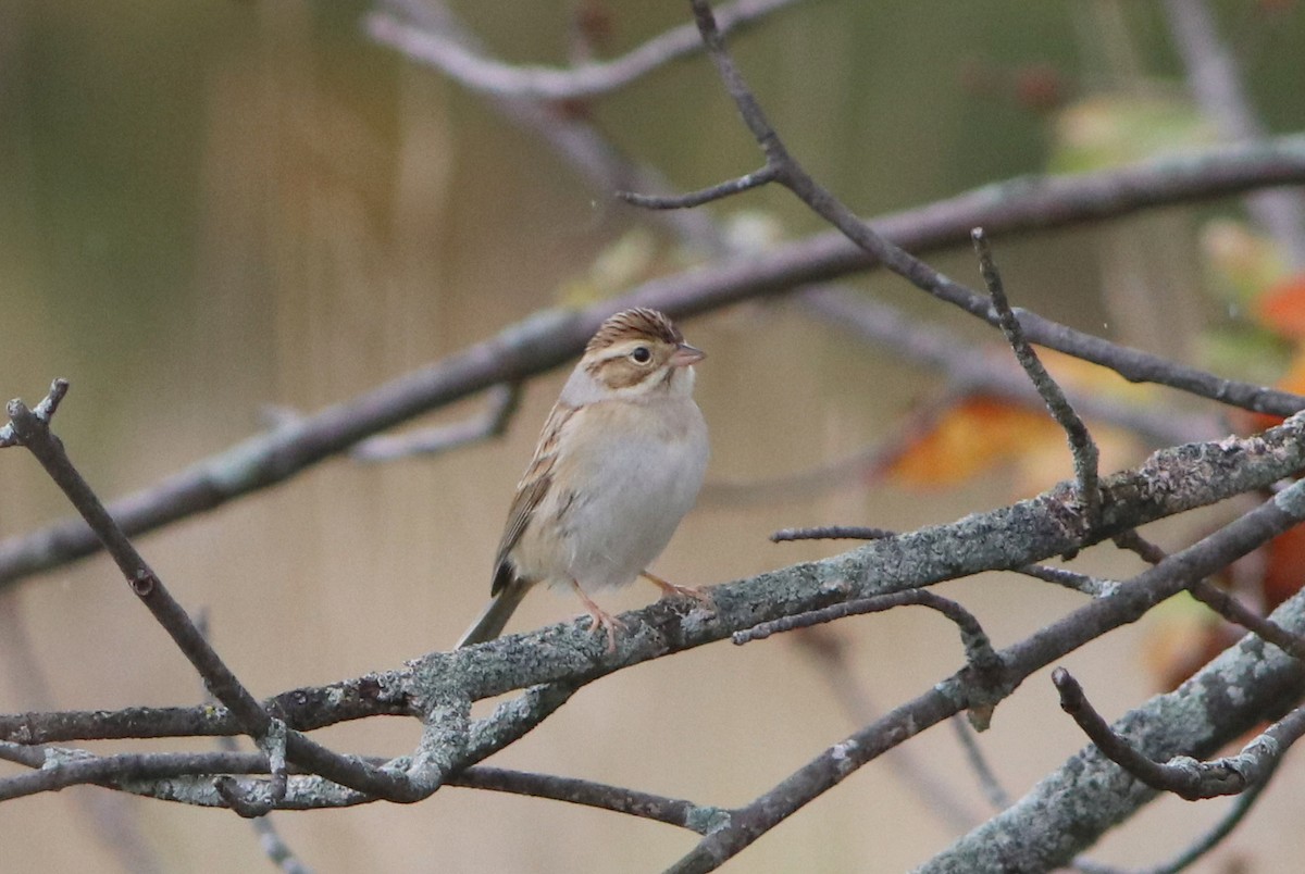 Clay-colored Sparrow - ML609751496
