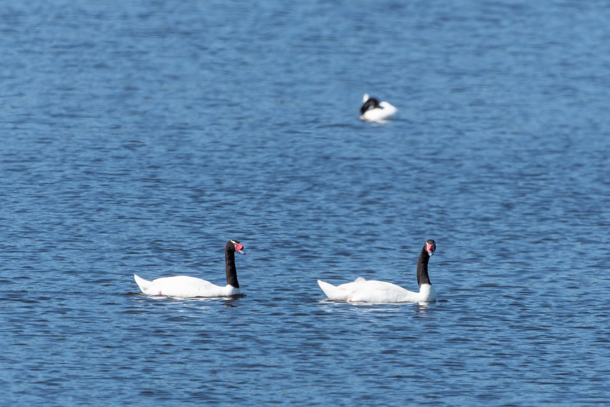 Black-necked Swan - ML609751712