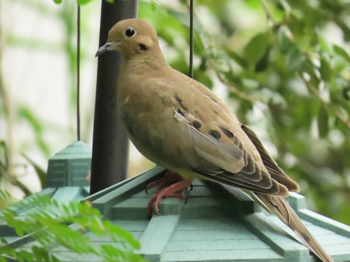eBird Checklist 9 Oct 2023 Parrot Cove, Lake Worth 15 species