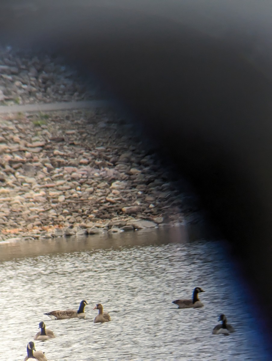 EBird Checklist 9 Oct 2023 Dorchester Park 9 Species