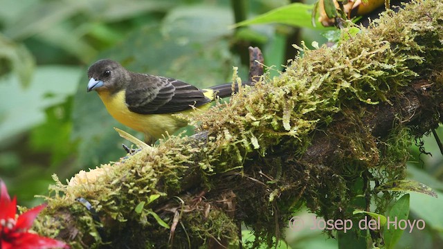 Flame-rumped Tanager (Lemon-rumped) - ML609752050