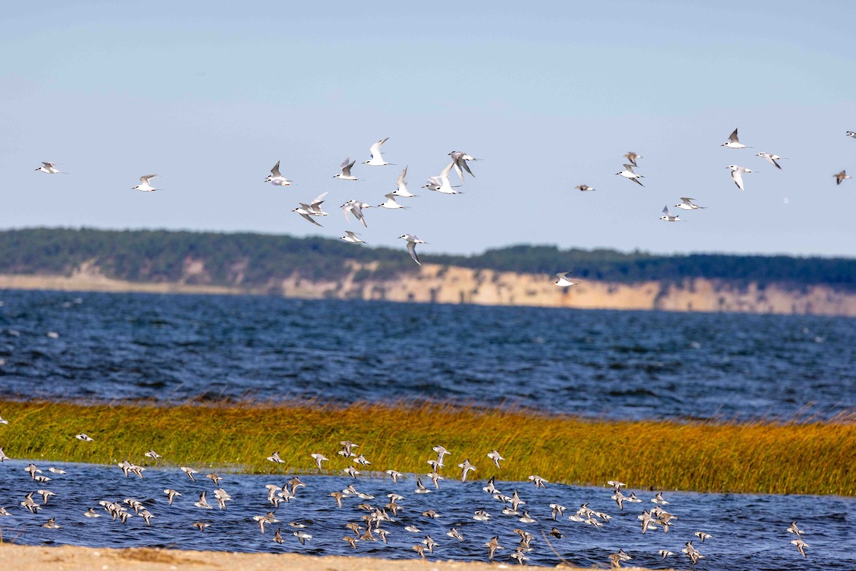 EBird Checklist - 9 Oct 2023 - Wellfleet Bay Wildlife Sanctuary (Mass ...