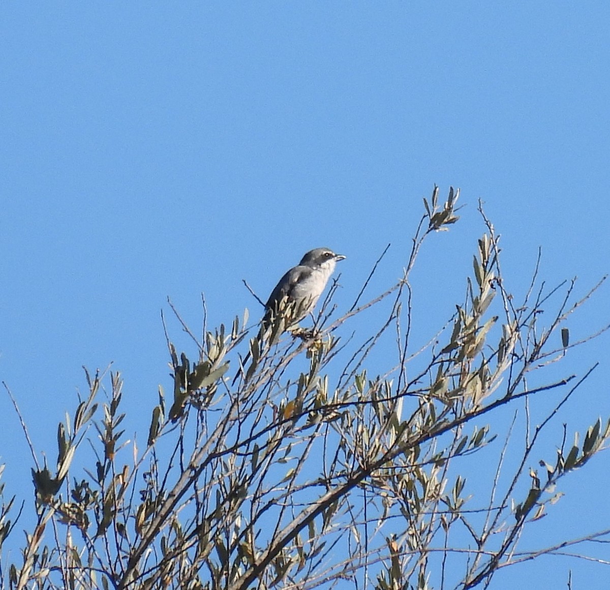 Iberian Gray Shrike - ML609752182