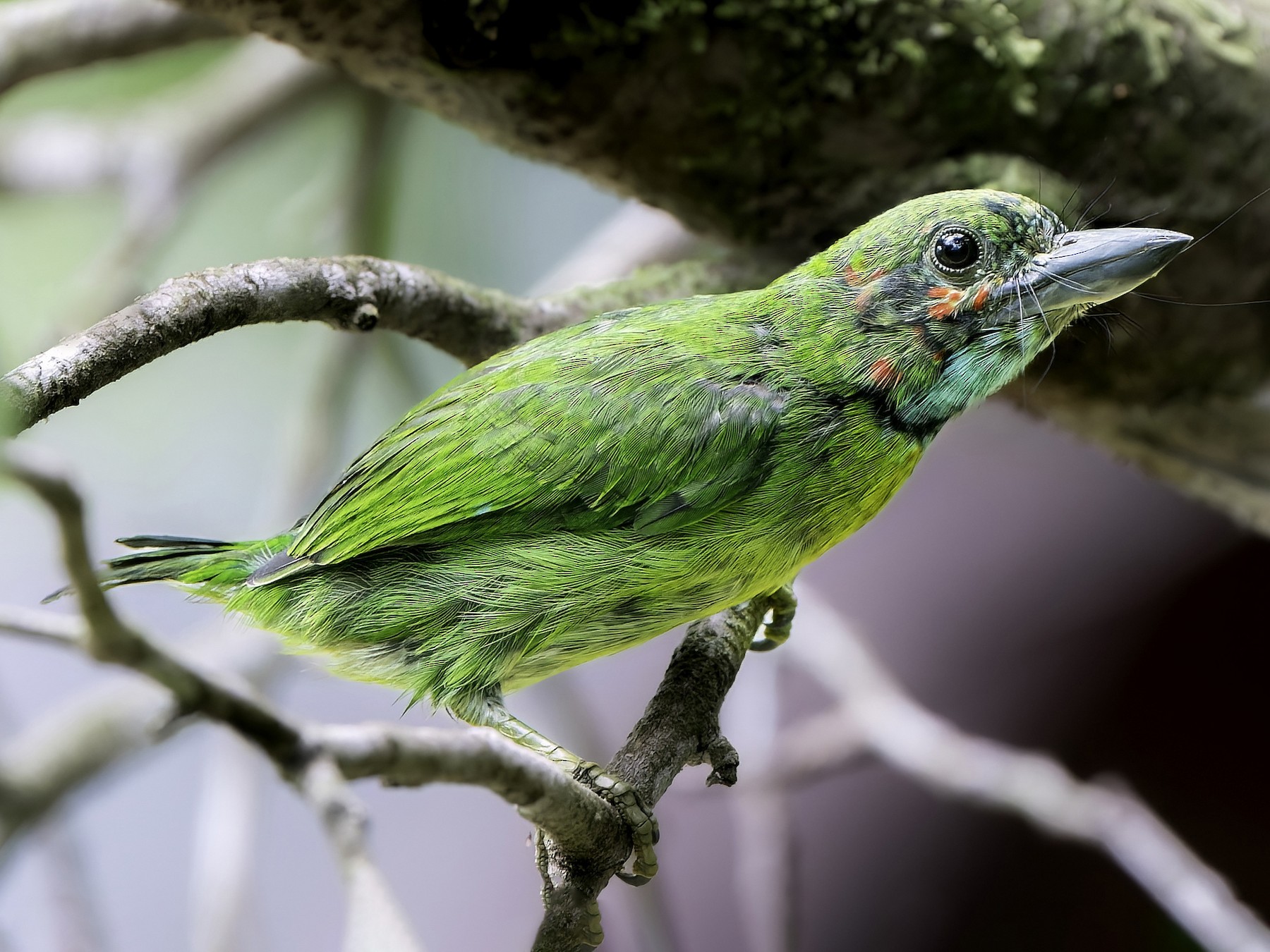 Blueeared Barbet (Blackeared) eBird