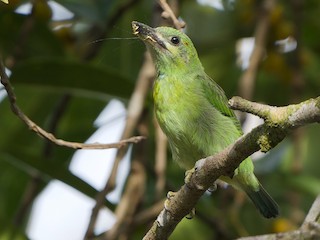  - Black-eared Barbet