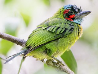 Sara Gellar yalangoch