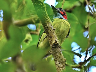  - Black-eared Barbet