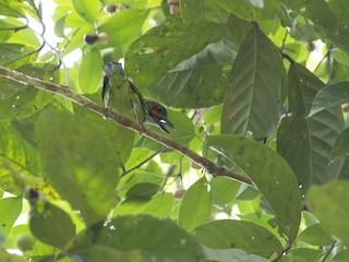  - Black-eared Barbet