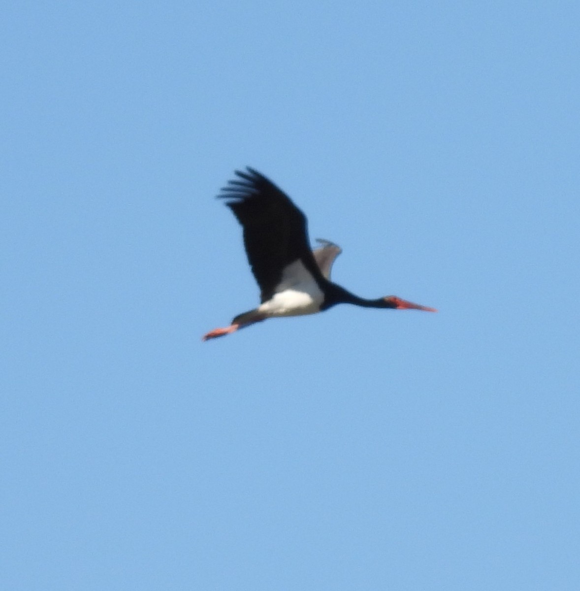 Black Stork - ML609752439