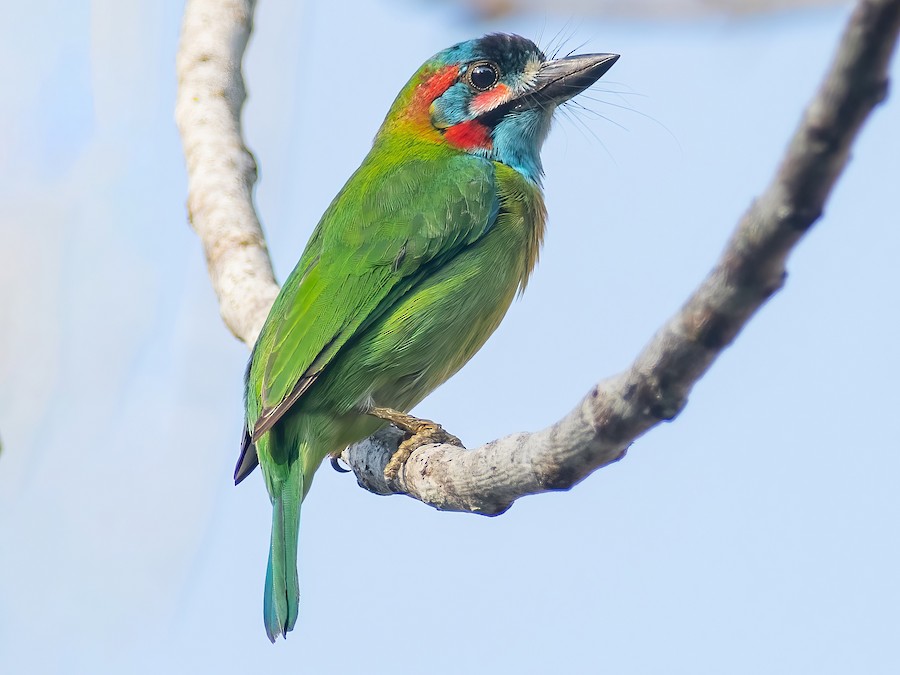 Blue-eared Barbet - eBird