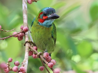  - Blue-eared Barbet