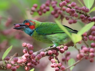  - Blue-eared Barbet