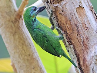 - Blue-eared Barbet