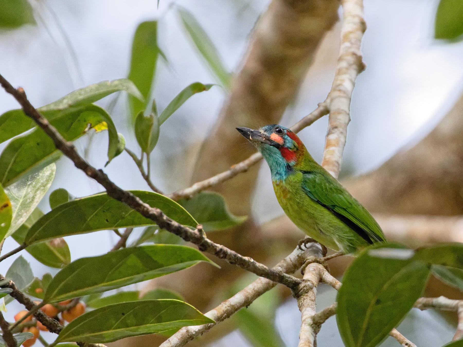 Blue-eared Barbet - eBird