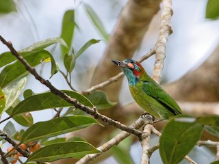  - Blue-eared Barbet