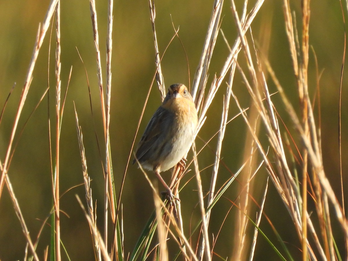 eBird Checklist 9 Oct 2023 Little Harbor Beach 14 species (+3