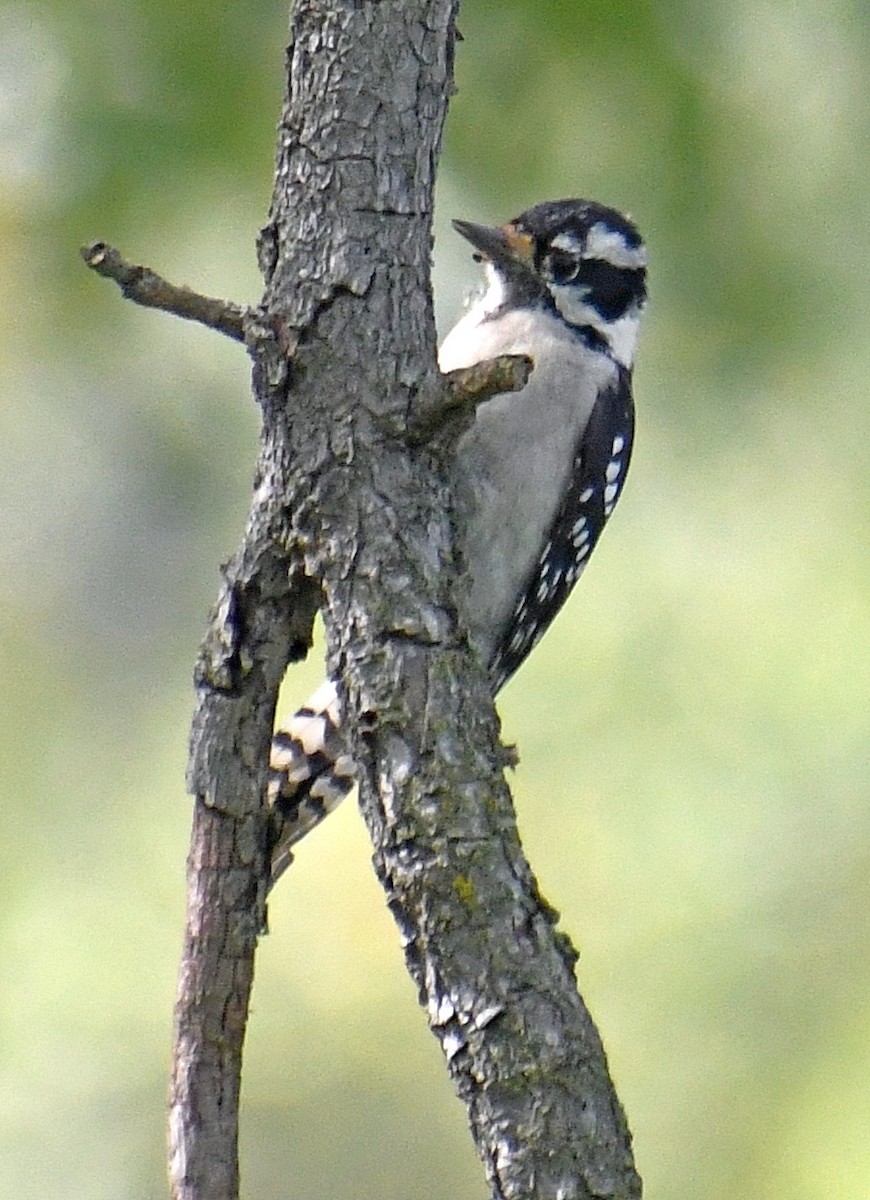 Downy Woodpecker - ML609753268