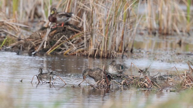 Long-billed Dowitcher - ML609753640