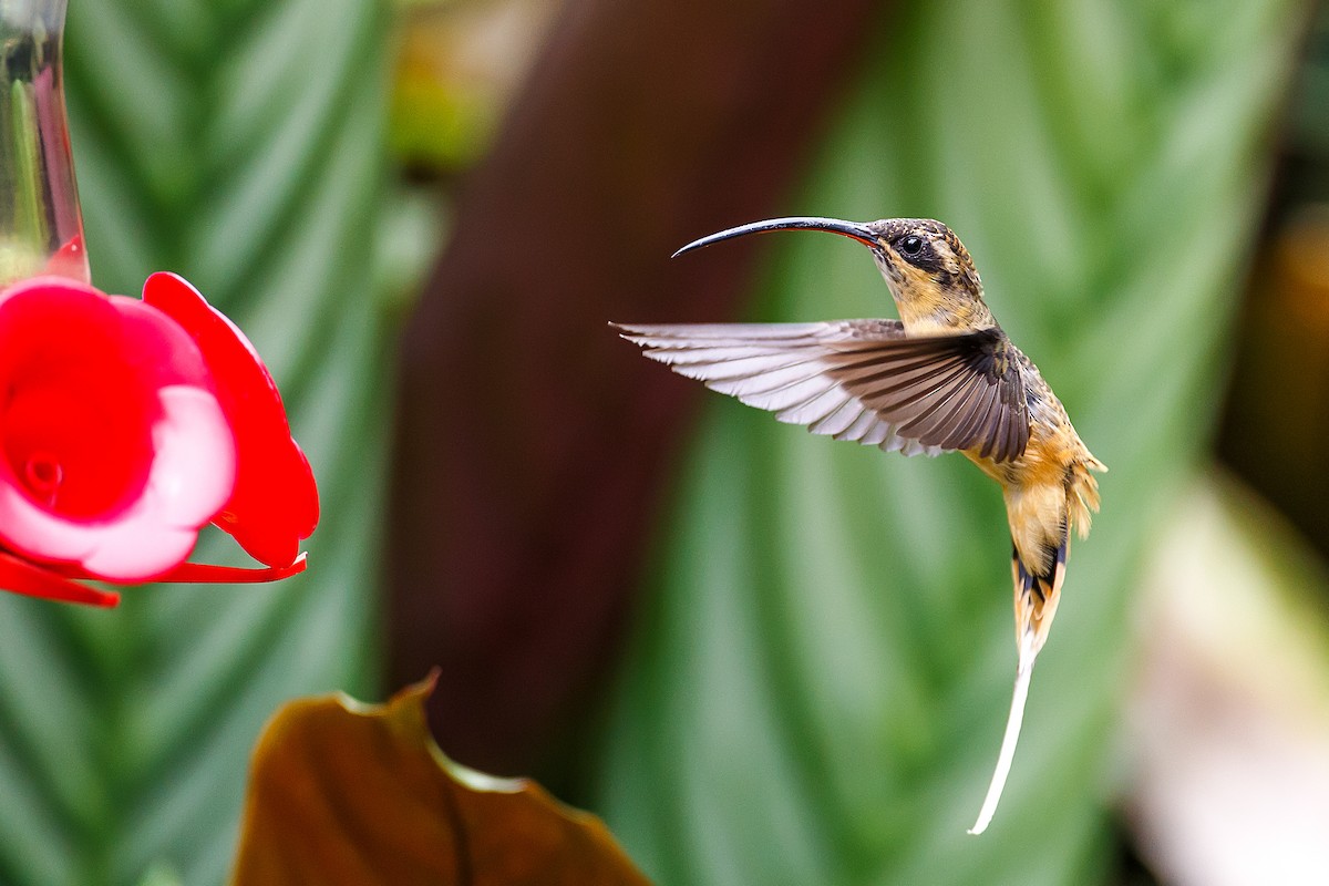 kolibřík dlouhoocasý - ML609753838