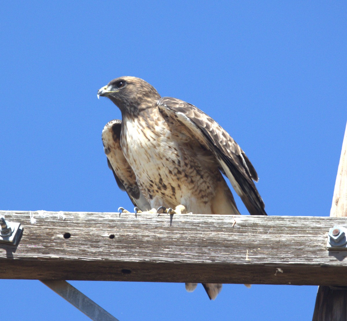 Red-tailed Hawk - ML609754600