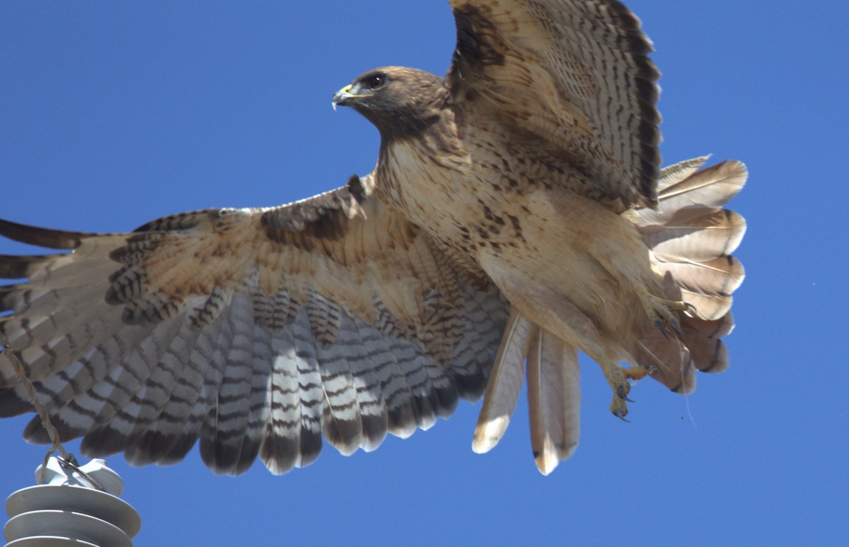 Red-tailed Hawk - ML609754607