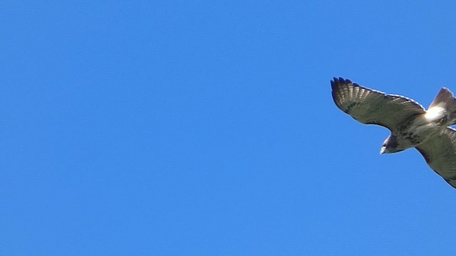 Red-tailed Hawk (borealis) - ML609754672