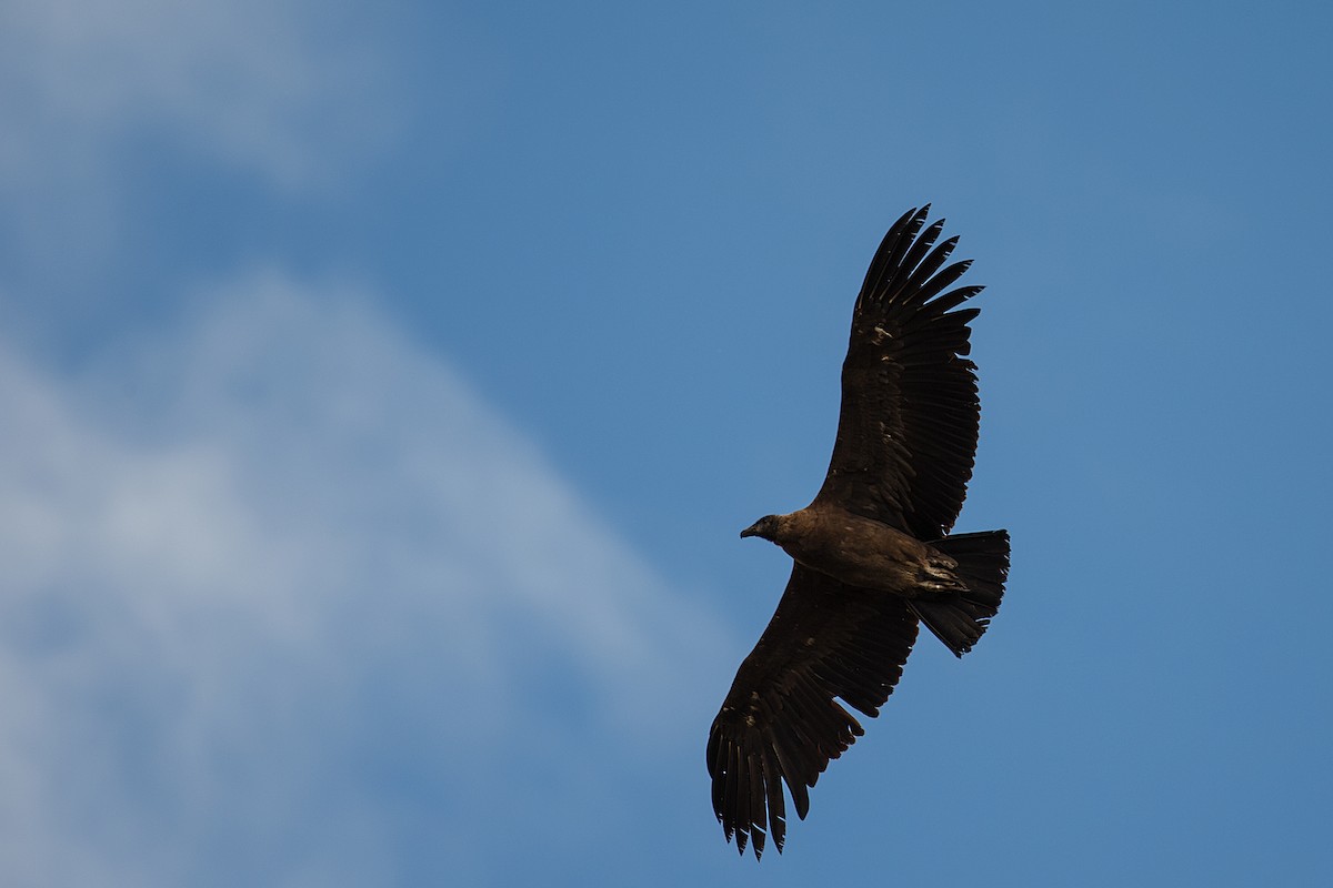 Andean Condor - ML609754774