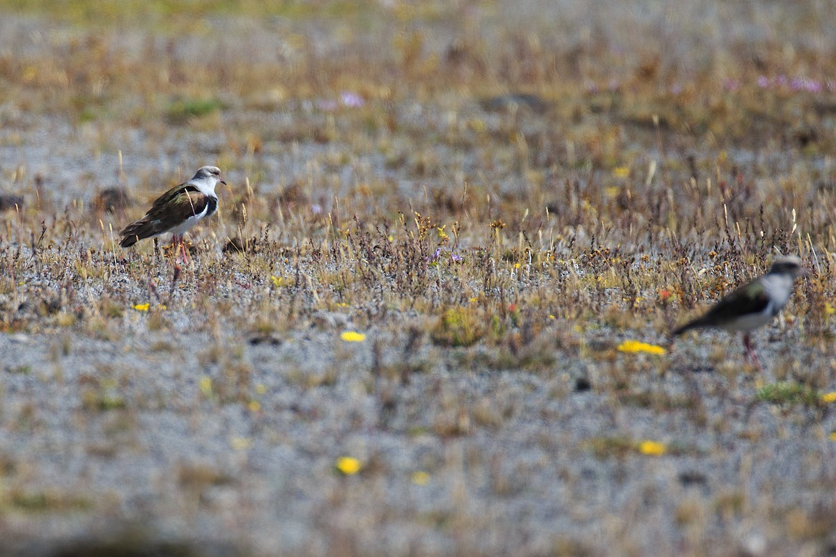 Andean Lapwing - ML609754831