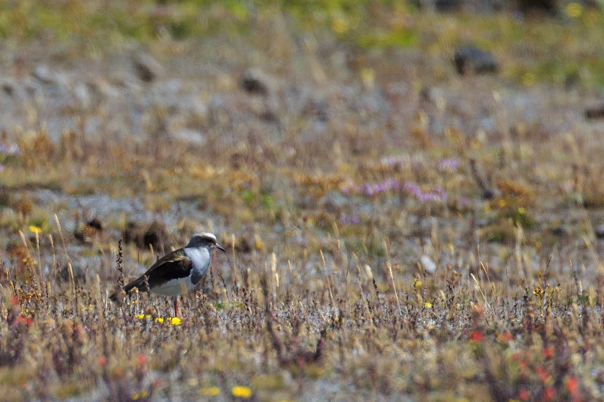 Andean Lapwing - ML609754832