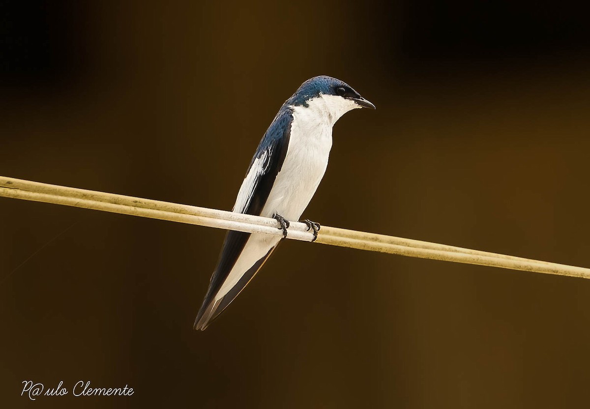White-winged Swallow - ML609754834