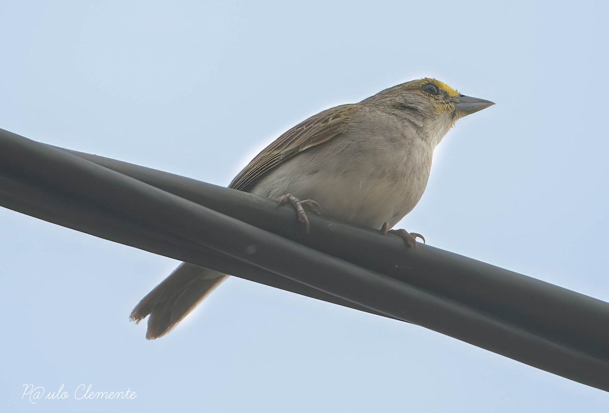 Yellow-browed Sparrow - ML609754843